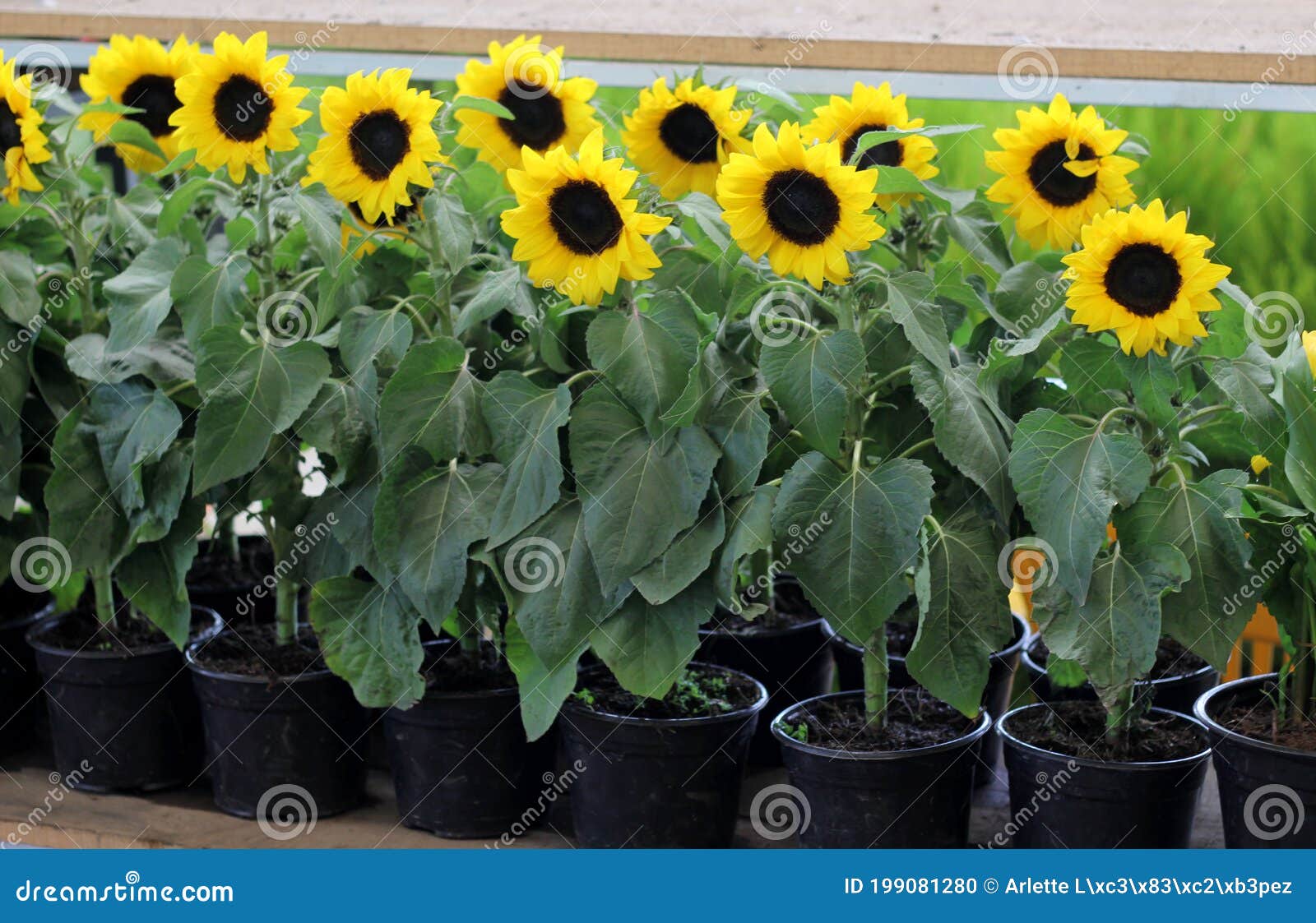 Invernadero De Flores Amarillas, Planta De Girasol Negro En Maceta a La  Venta Foto de archivo - Imagen de acontecimiento, hoja: 199081280