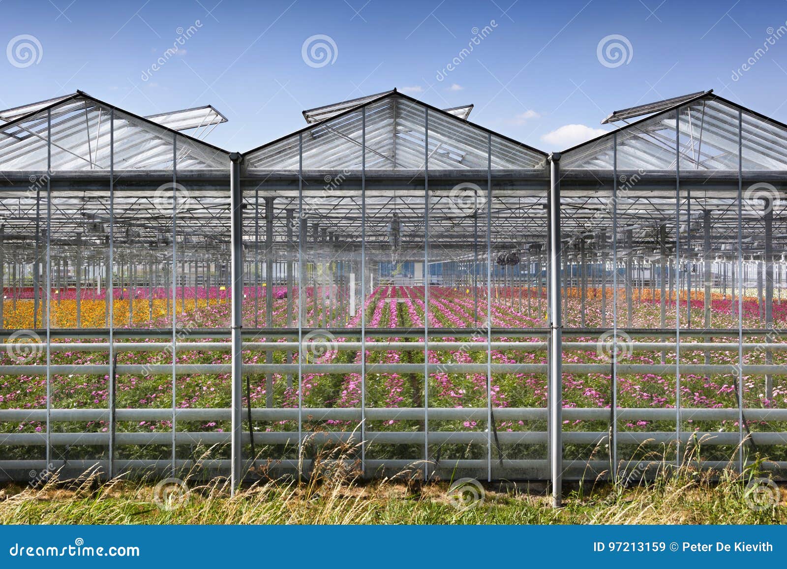 Invernadero Exterior En Los Países Bajos Imagen de archivo - Imagen de  cielo, afuera: 97213159