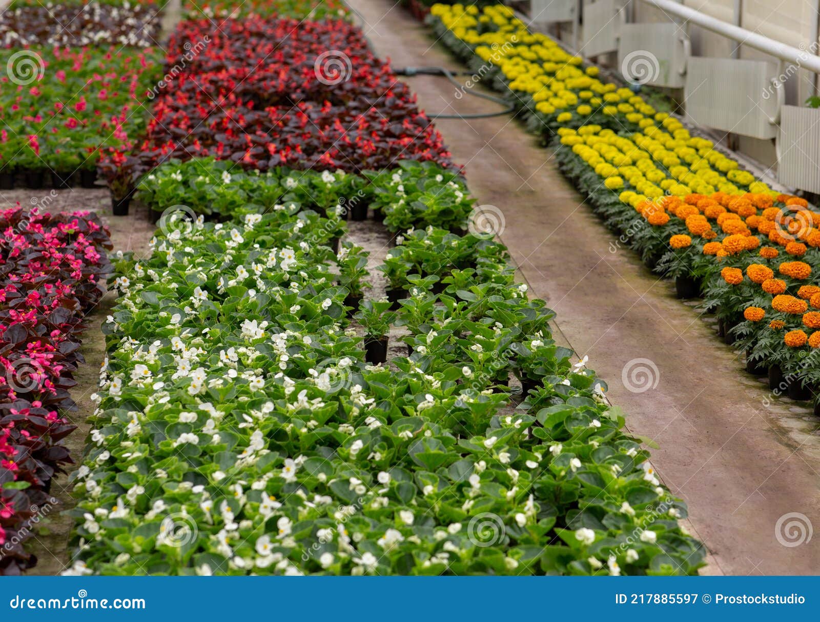 Invernadero Lleno De Flores De Colores. Naturaleza De Verano En Naranjería  Imagen de archivo - Imagen de industrial, edificio: 217885597