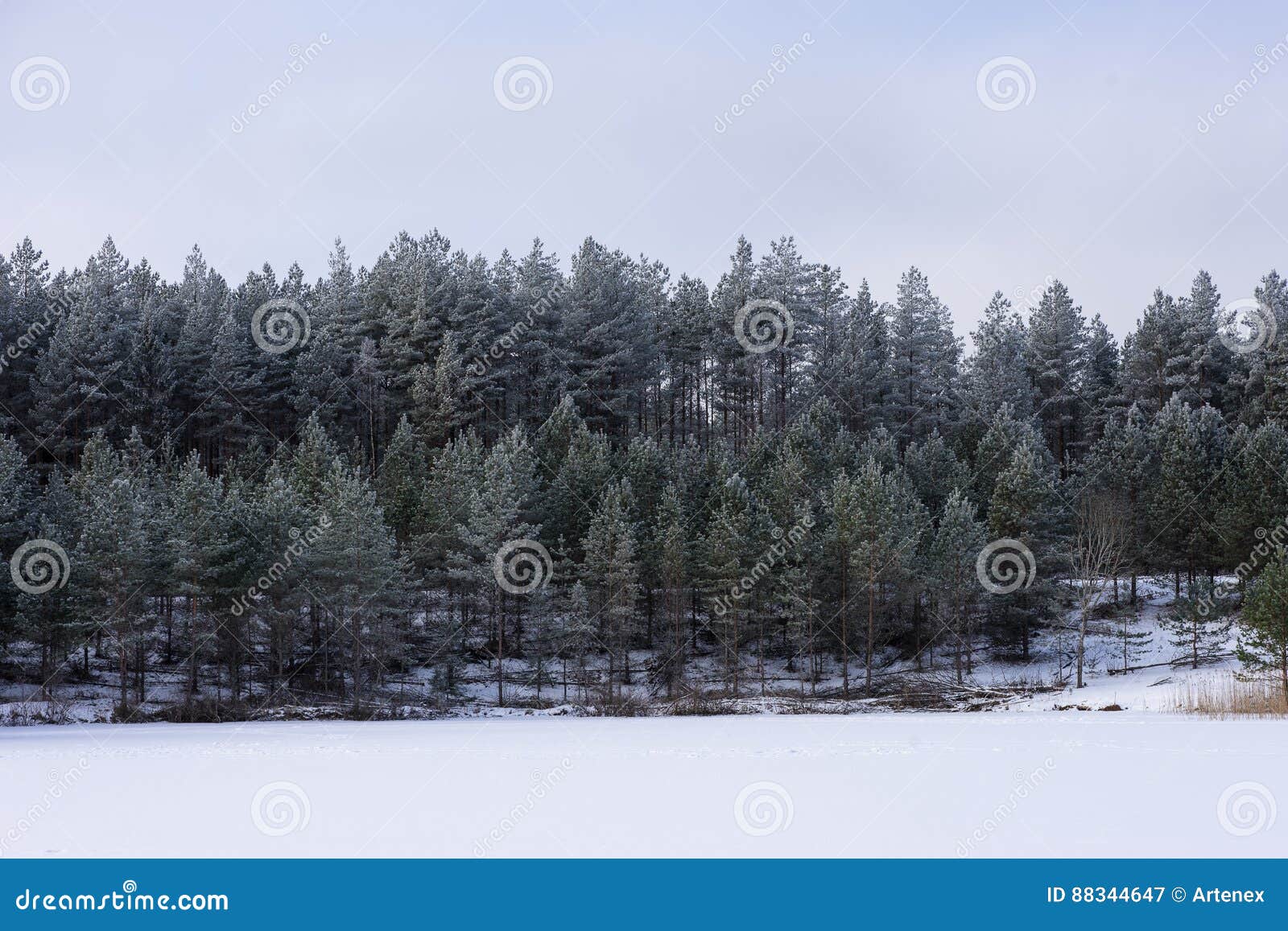 Paisagem Da Floresta De Inverno, Rio De Gelo Nevado Durante A