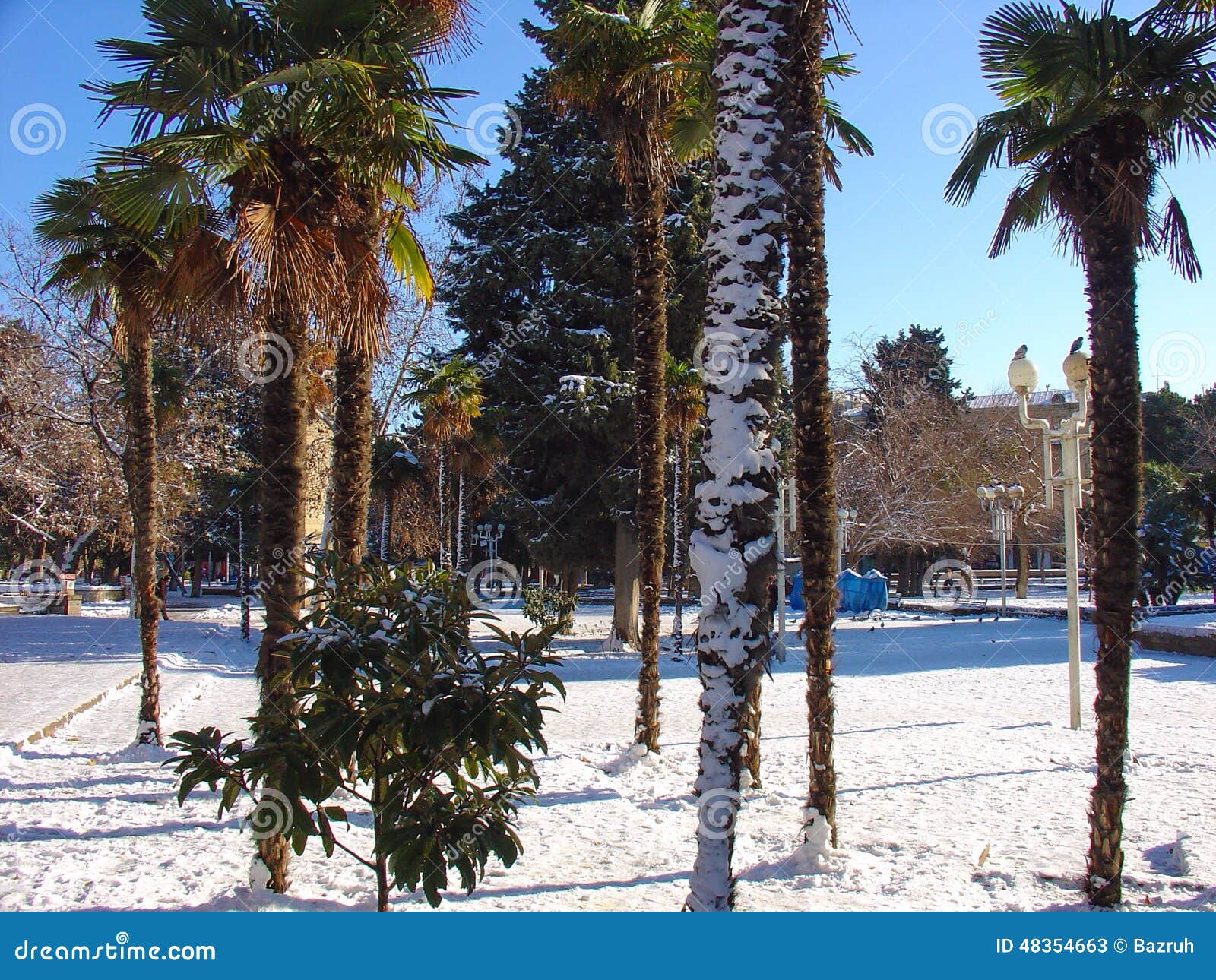 Palmeiras na neve