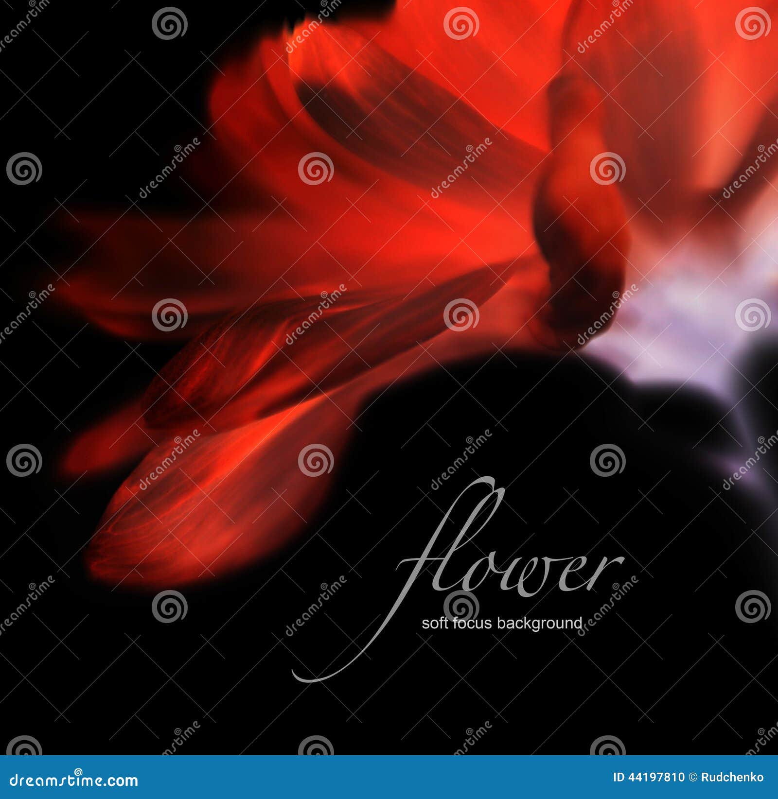 invert soft focus flower background with copy space.