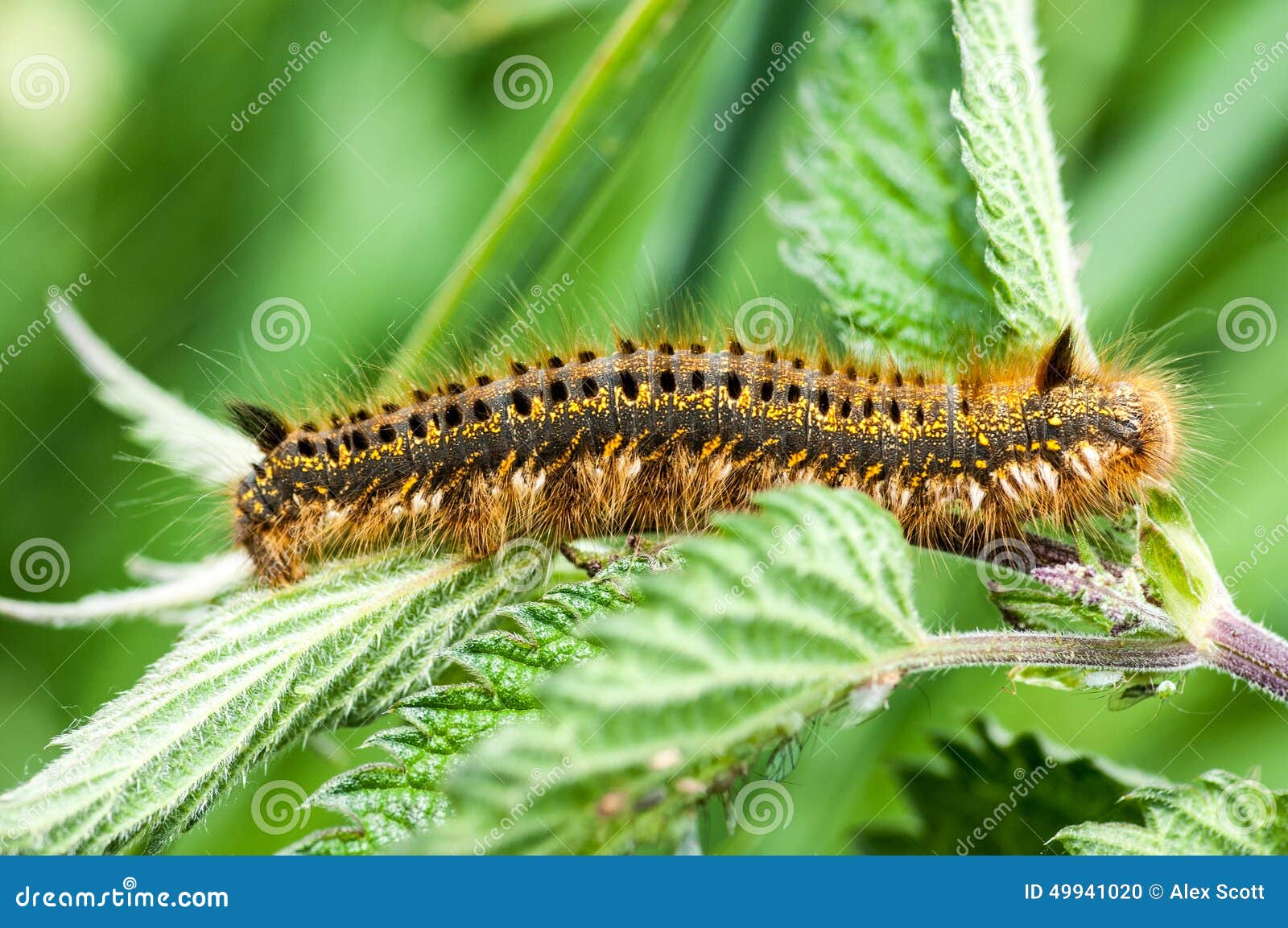 invertebrate portrait drinker moth caterpillar