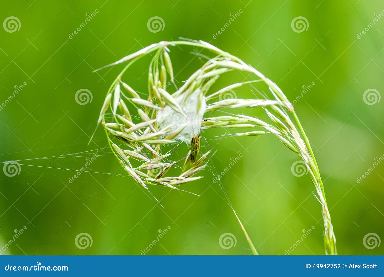 invertebrate portrait spider lair