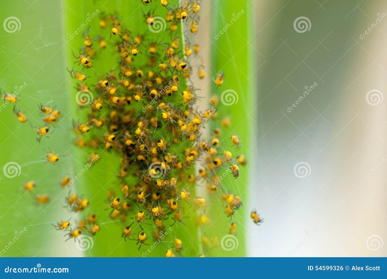 invertebrate portrait spiderlings