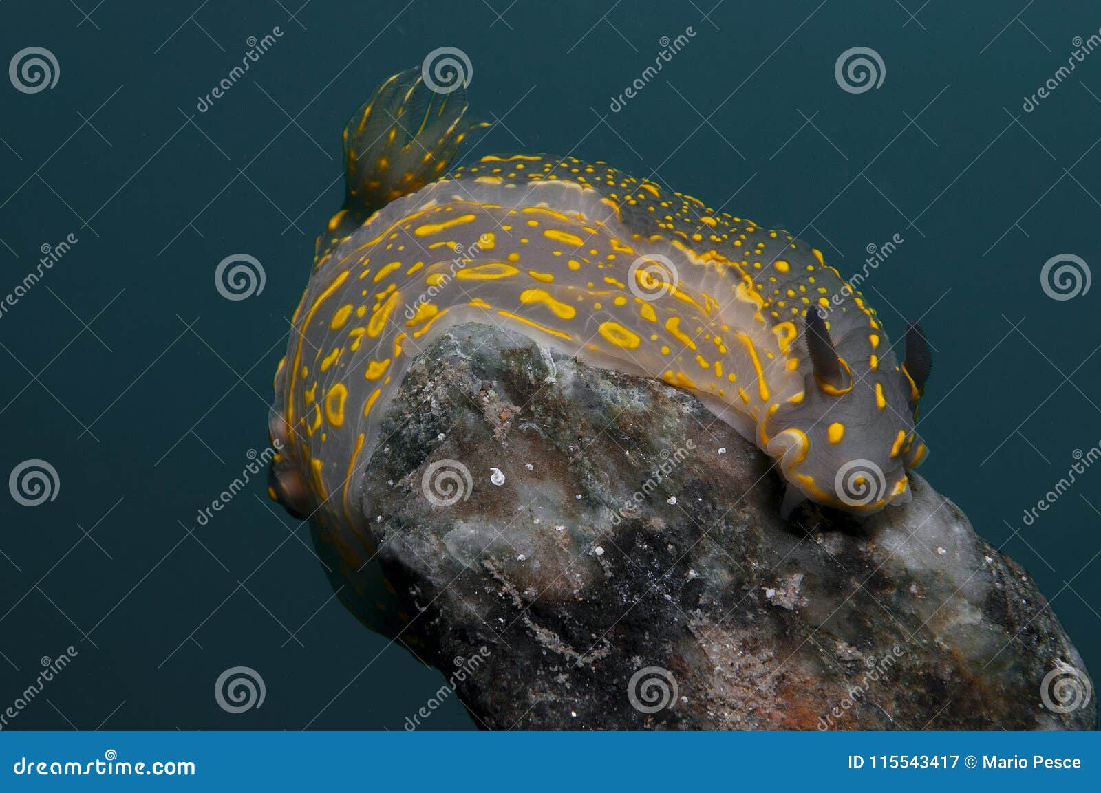 Invertebrate Yellow Walking on the Sponge Stock Image Image of little