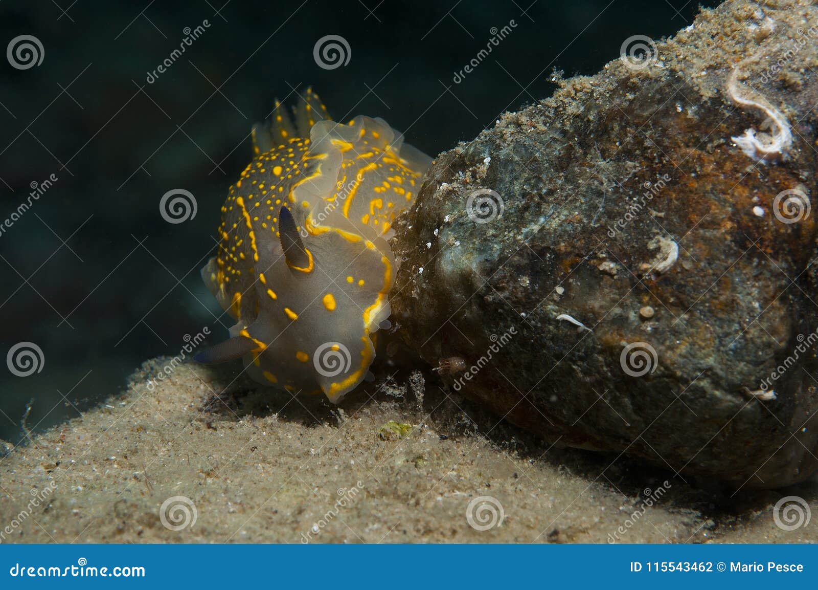 Invertebrate Yellow Walking on the Sponge Stock Photo Image of animal