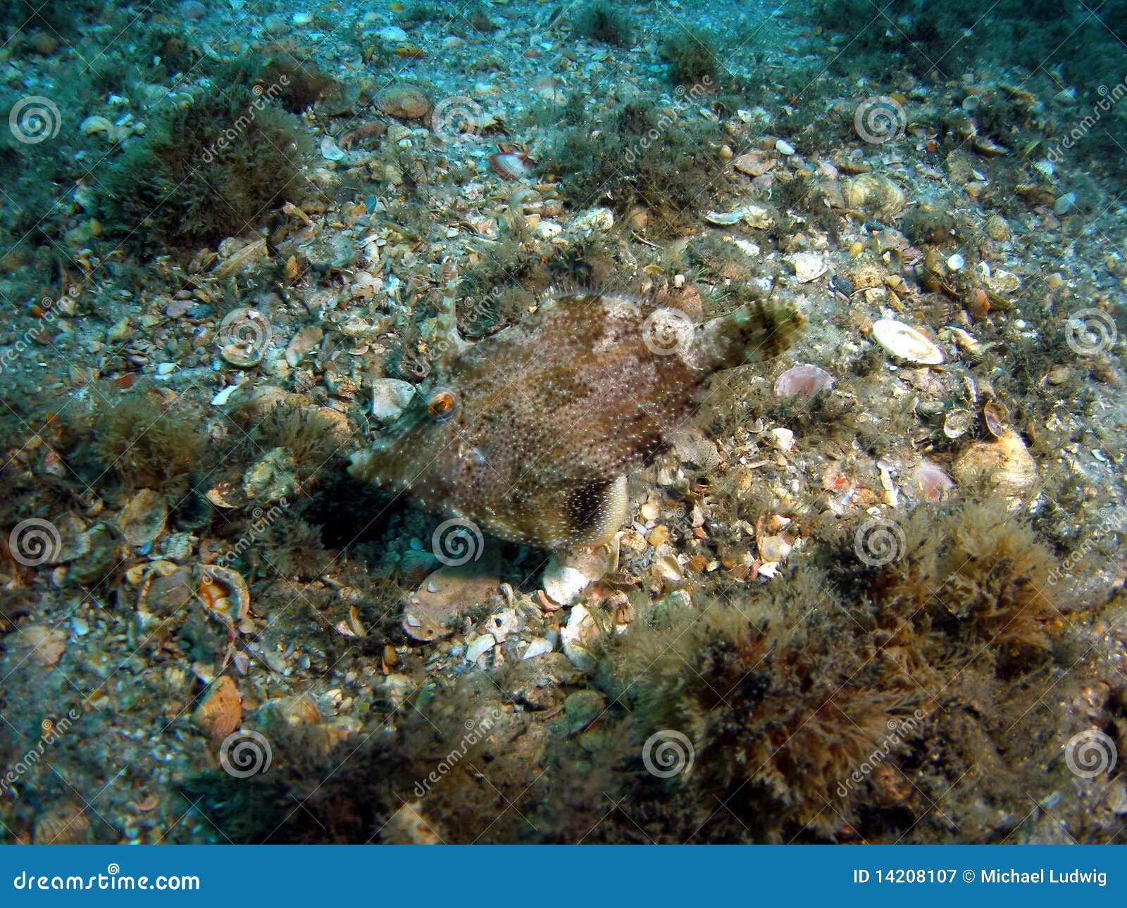 Invisible Fish Royalty Free Stock Photography Image 14208107