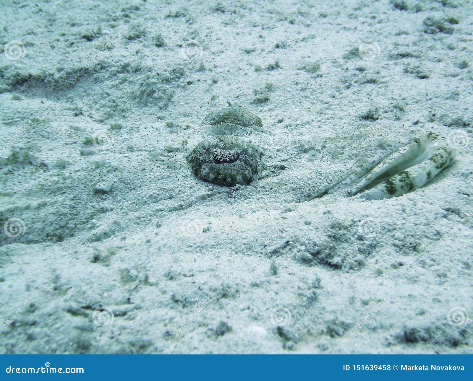 Invisible Fish Hiding in the Sand in Red Sea, Egypt Stock Photo Image
