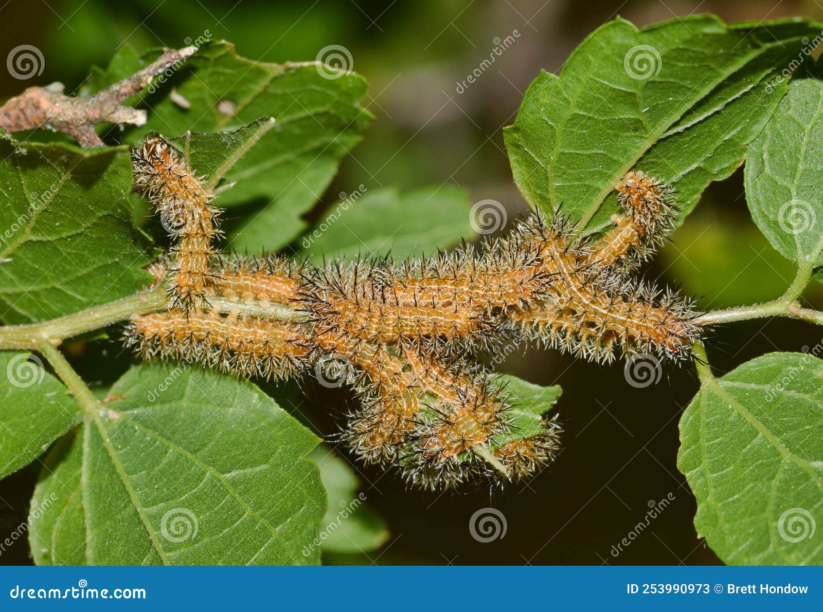 io caterpillars (automeris io) as young instars in their nest.