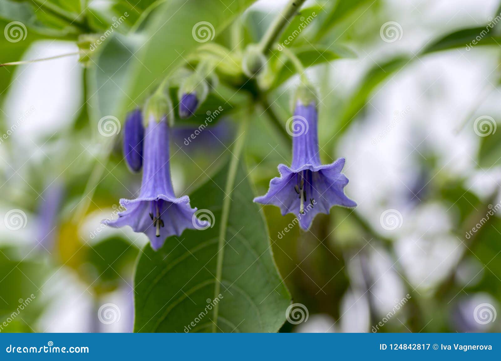 iochroma australe small flowering shrub, small long bell flowers on branches