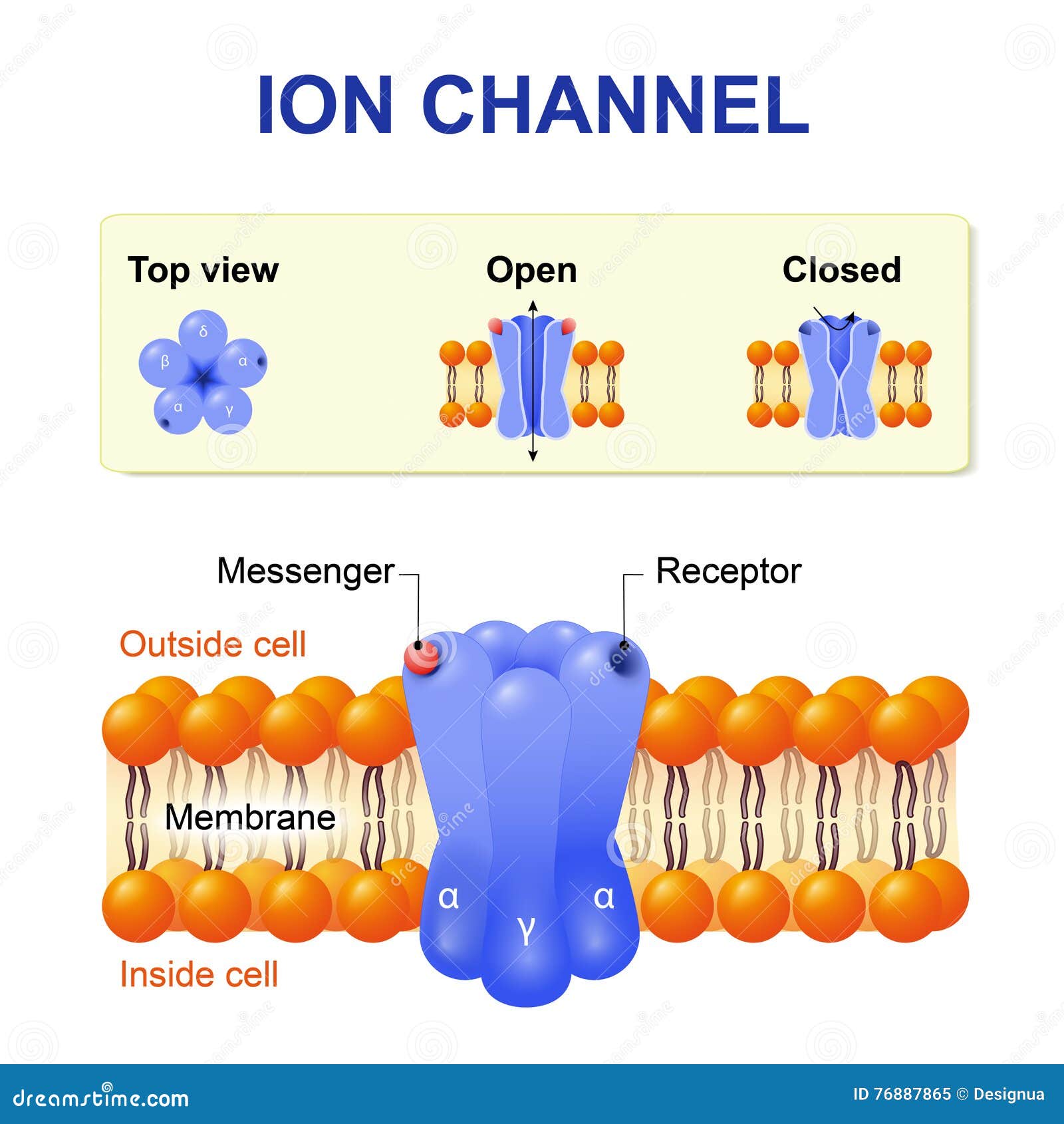 ion channel
