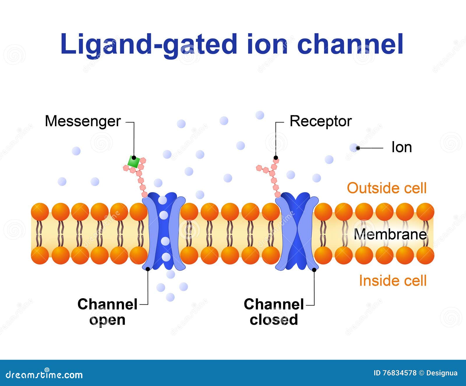 Ionenkanaal Ligandmet Poorten Vector Illustratie Illustratie