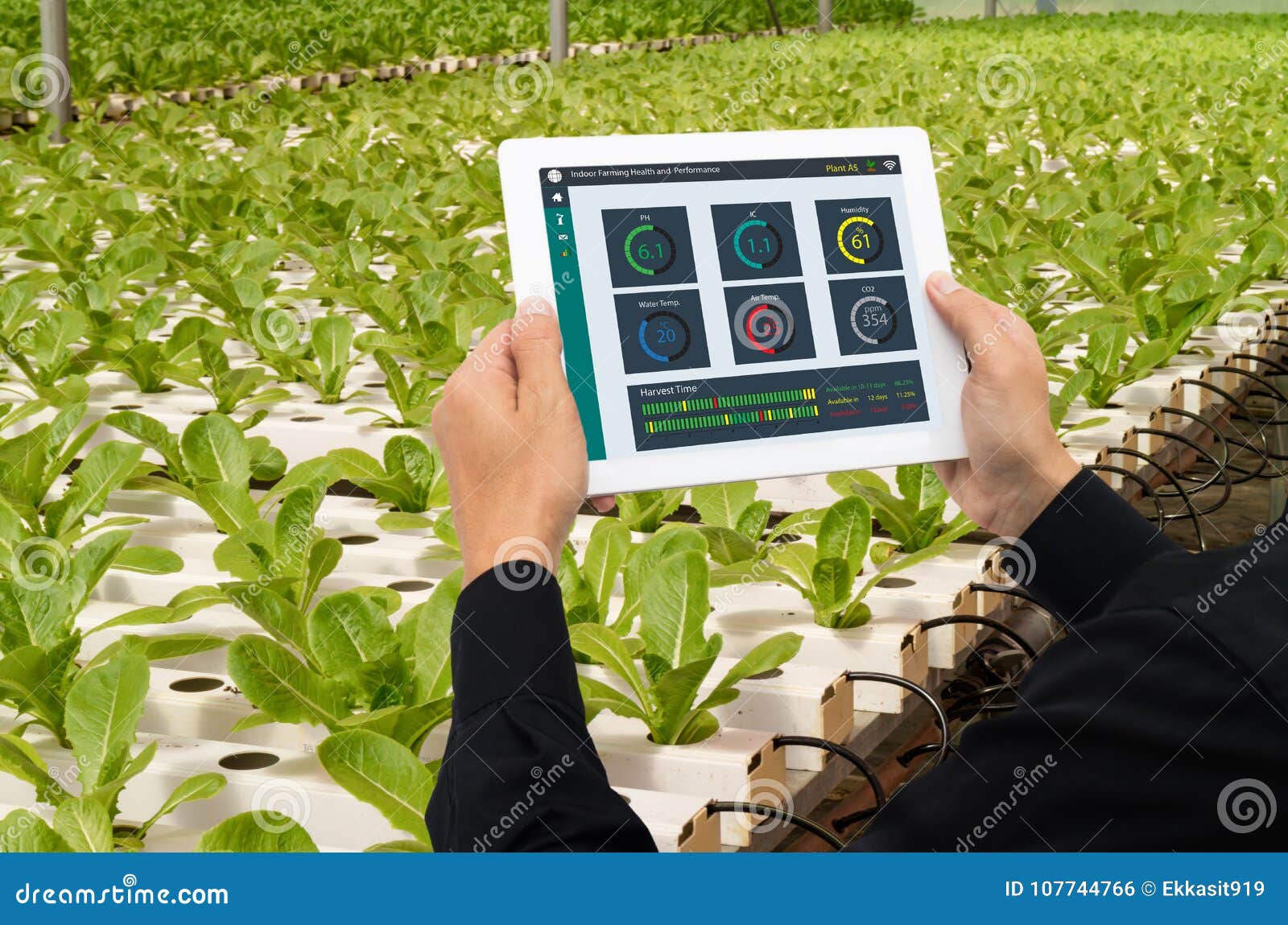 iot smart industry robot 4.0 agriculture concept,industrial agronomist,farmer using tablet to monitor, control the condition in ve