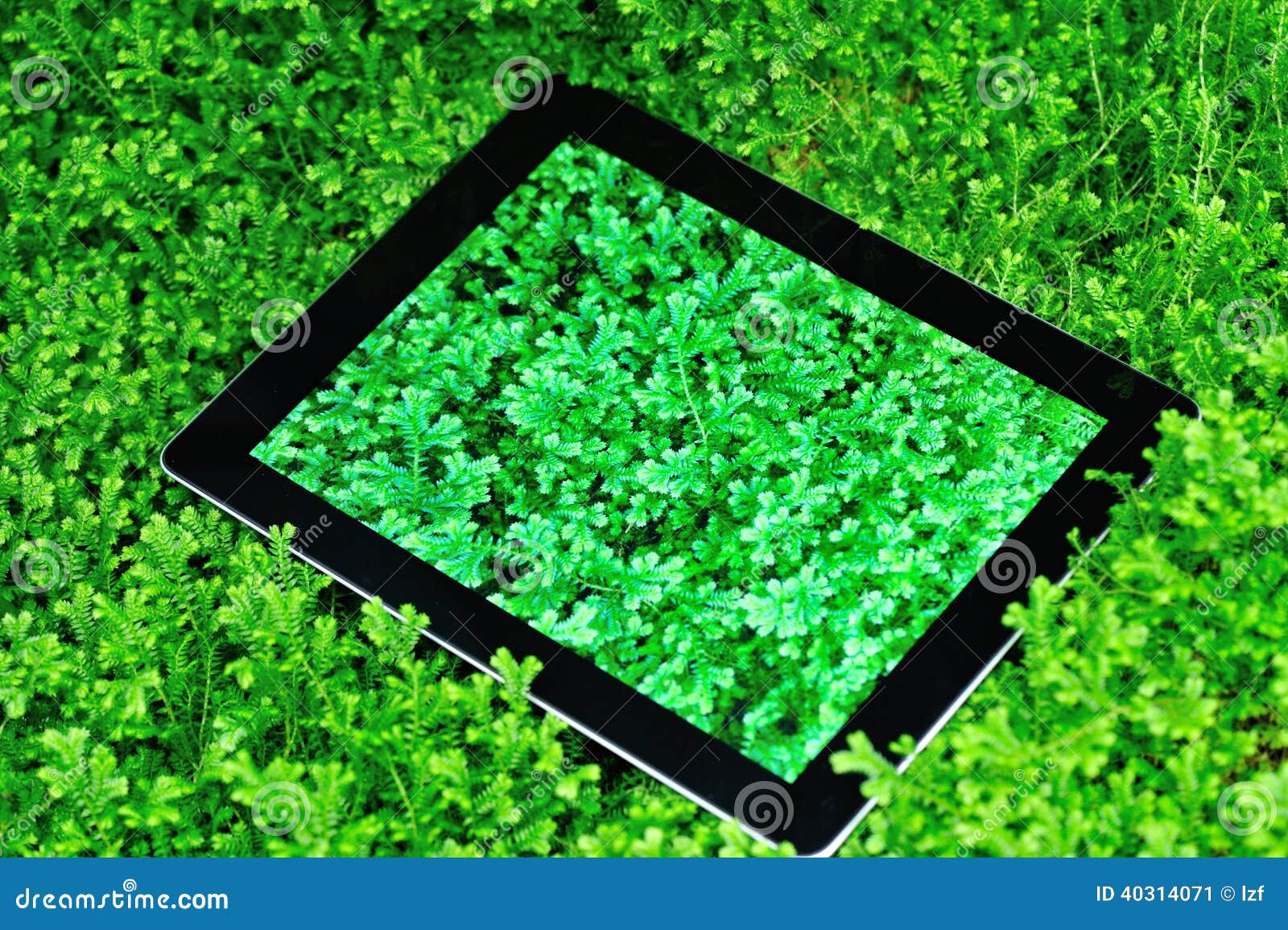 ipad on green selaginella uncinata