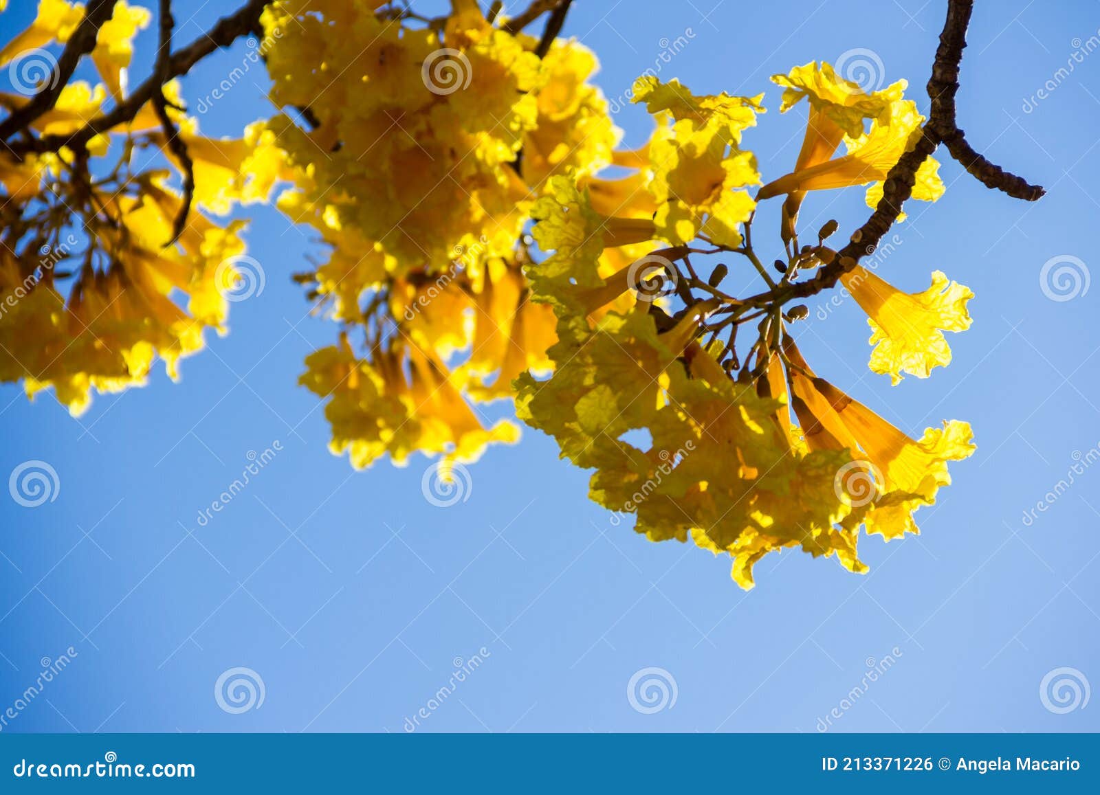 Ipe Florida Amarela. Detalhe Da Ramificação Do Ipe Amarelo Em Floração.  Foto de Stock - Imagem de botânica, brasil: 213371226