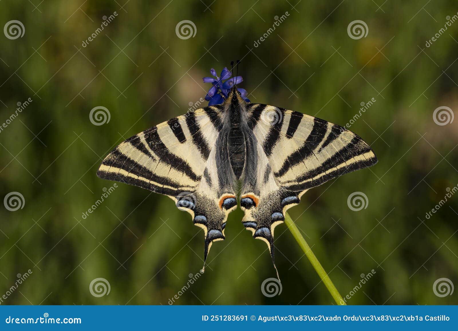 iphiclides feisthamelii or the milksucker, is a species of lepidoptera ditrisio of the family papilionidae
