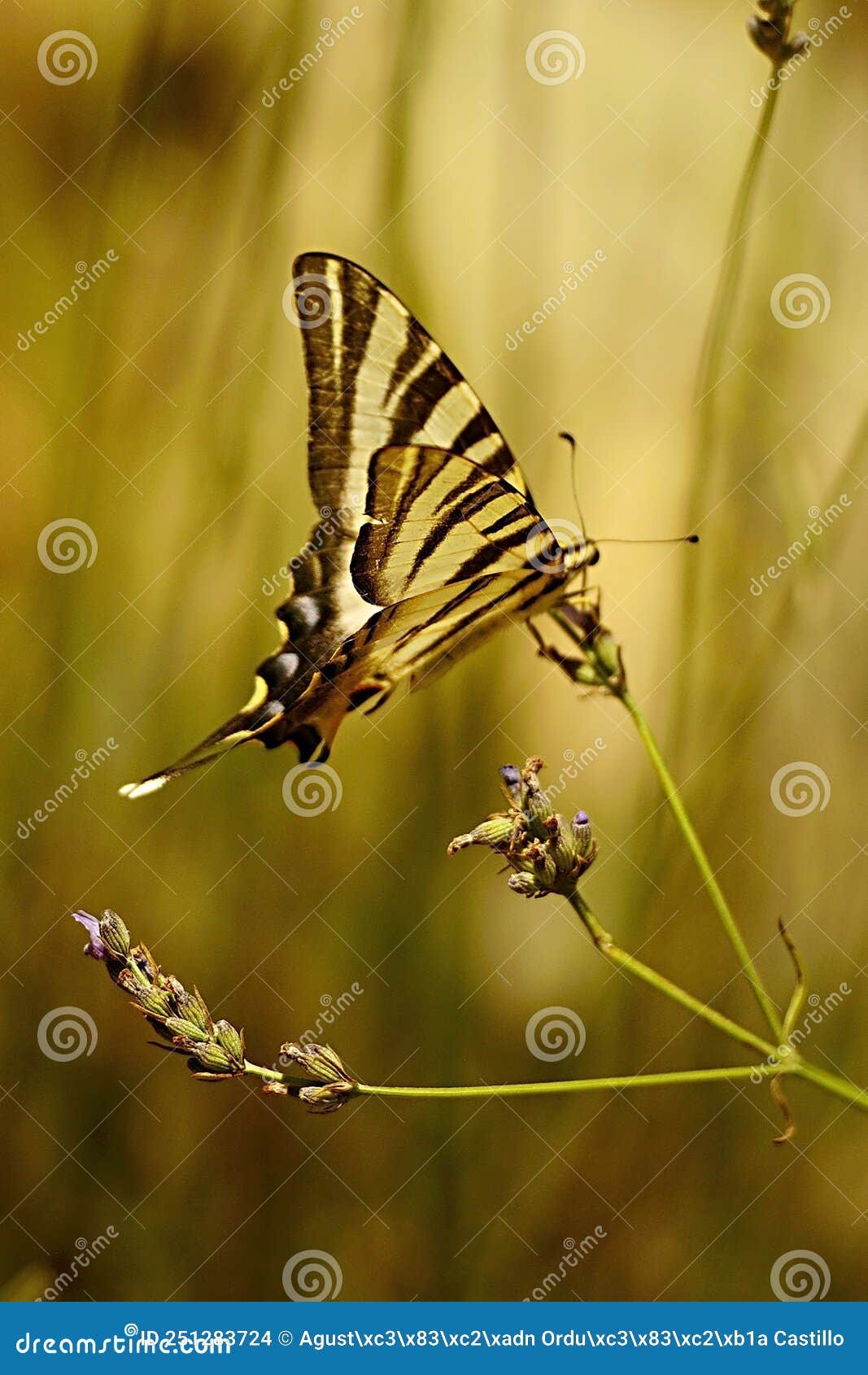 iphiclides feisthamelii or the milksucker, is a species of lepidoptera ditrisio of the family papilionidae