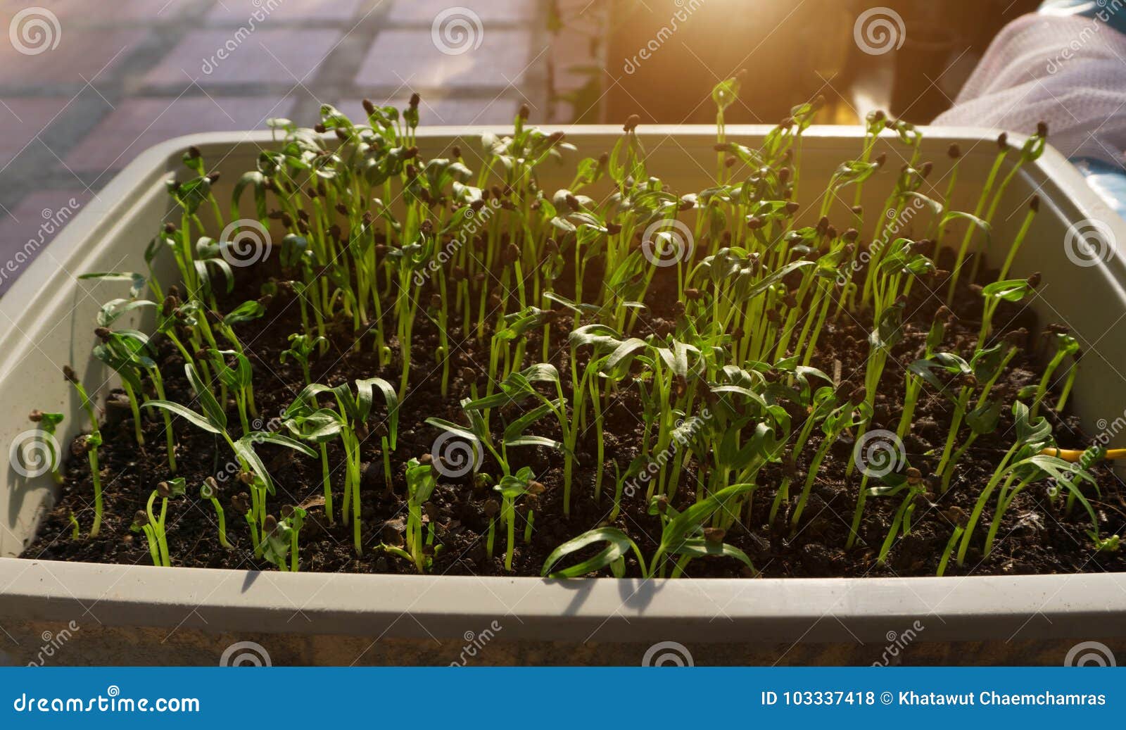 Ipomoea aquatica, Wasserspinat, Winde, Wasser convolvulu. Ipomoea aquatica, Wasserspinat, Winden-, Wasserwinde oder chinesische Brunnenkresse