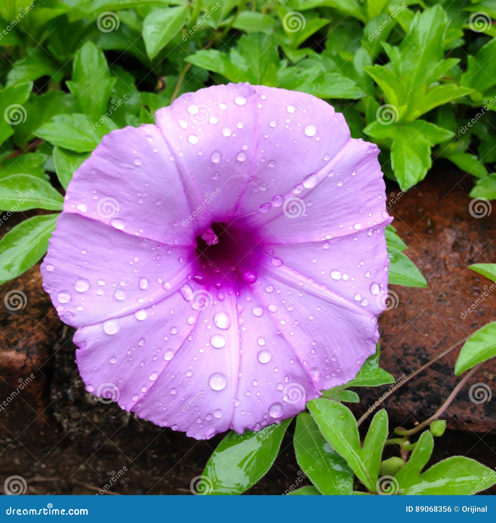 Ipomoea Aquatica, Water Spinach, River Spinach Flower Stock Photo ...