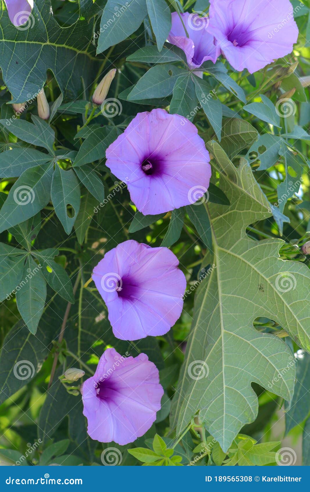 Ipomoea cairica - Railway Creeper