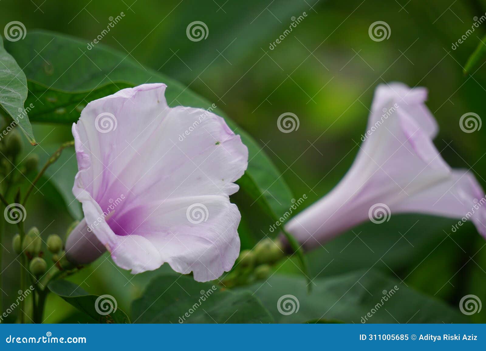 ipomoea carnea (kangkung pagar, krangkungan, pink morning glory) in nature.