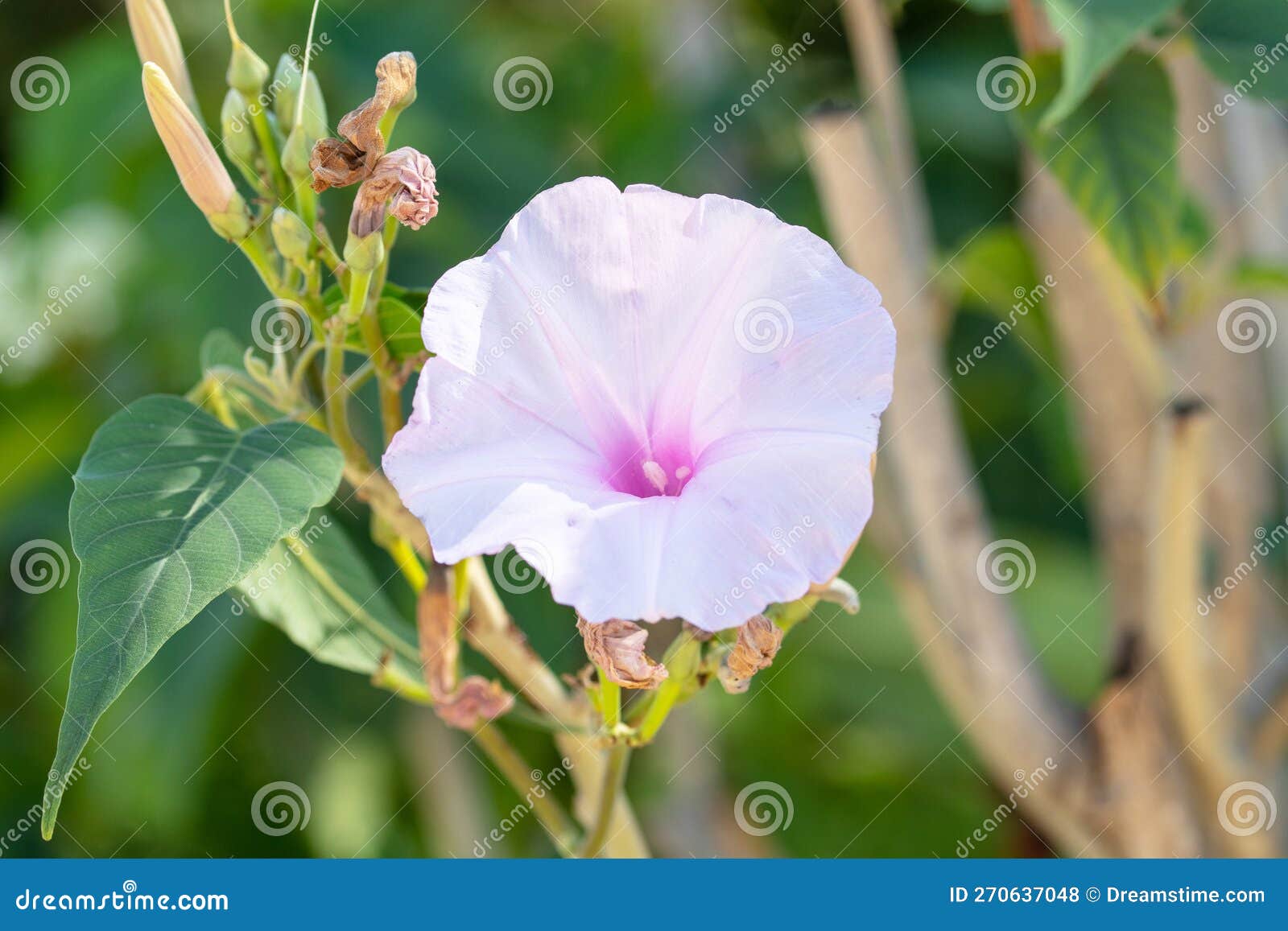 ipomoea carnea flowers and leaves. kangkung pagar or ipomoea carnea, purple pink morning glory,