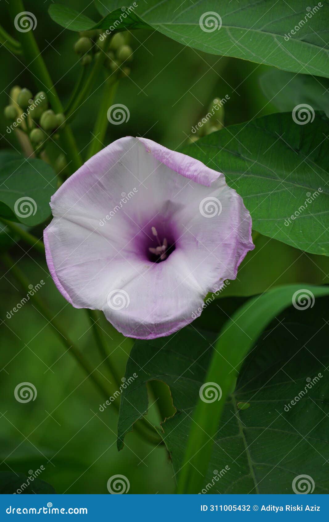 ipomoea carnea (kangkung pagar, krangkungan, pink morning glory) in nature.