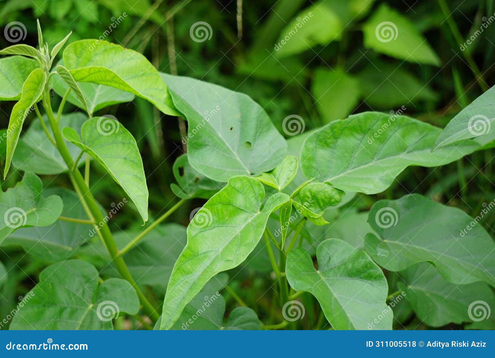 ipomoea carnea (kangkung pagar, krangkungan, pink morning glory) in nature.