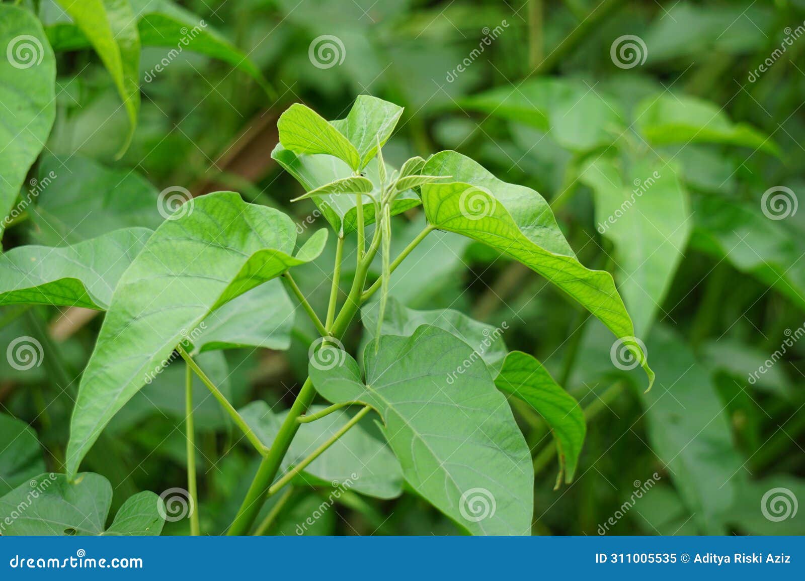 ipomoea carnea (kangkung pagar, krangkungan, pink morning glory) in nature.