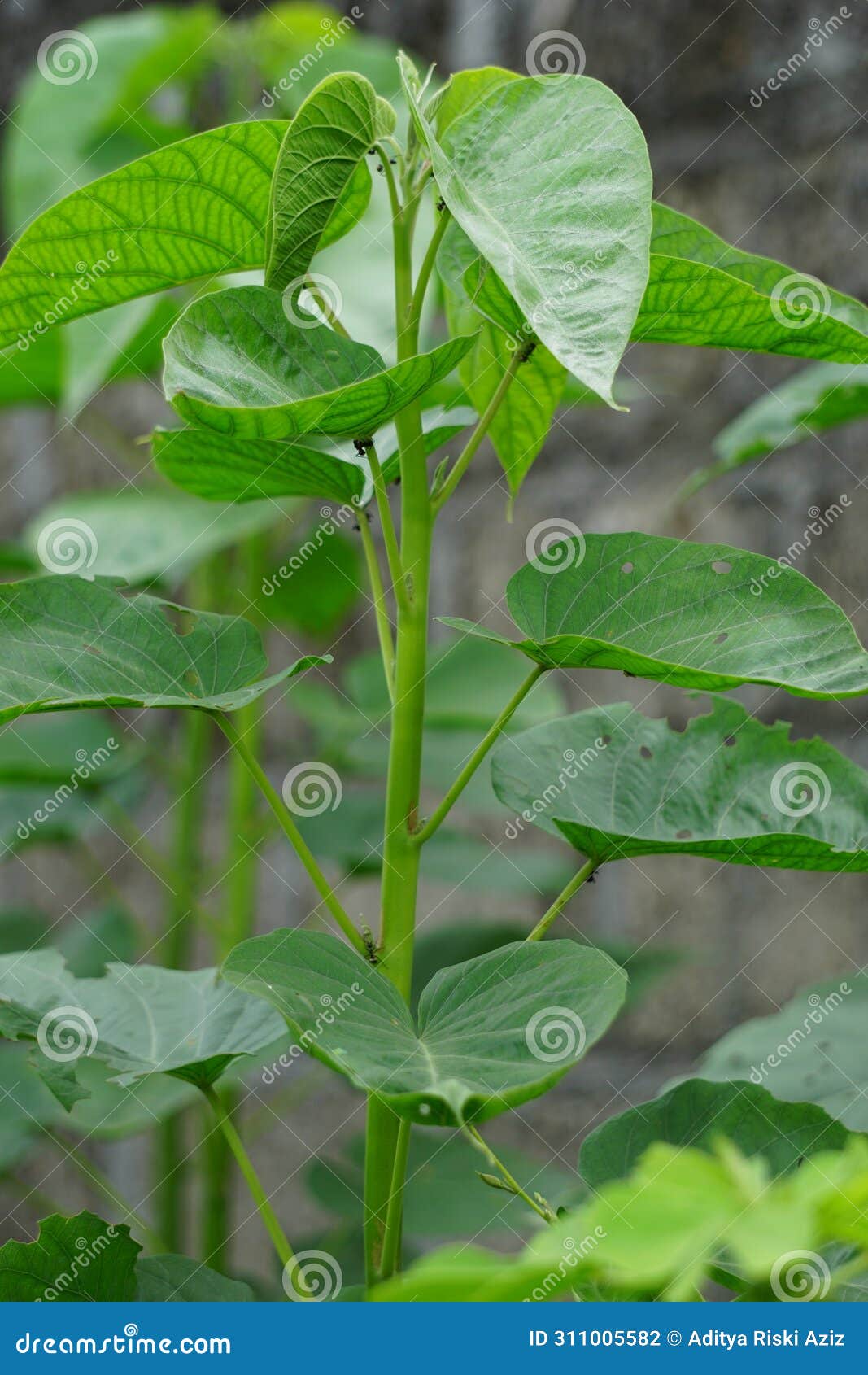 ipomoea carnea (kangkung pagar, krangkungan, pink morning glory) in nature.