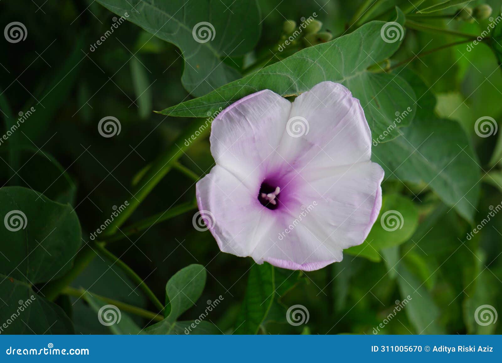 ipomoea carnea (kangkung pagar, krangkungan, pink morning glory) in nature.