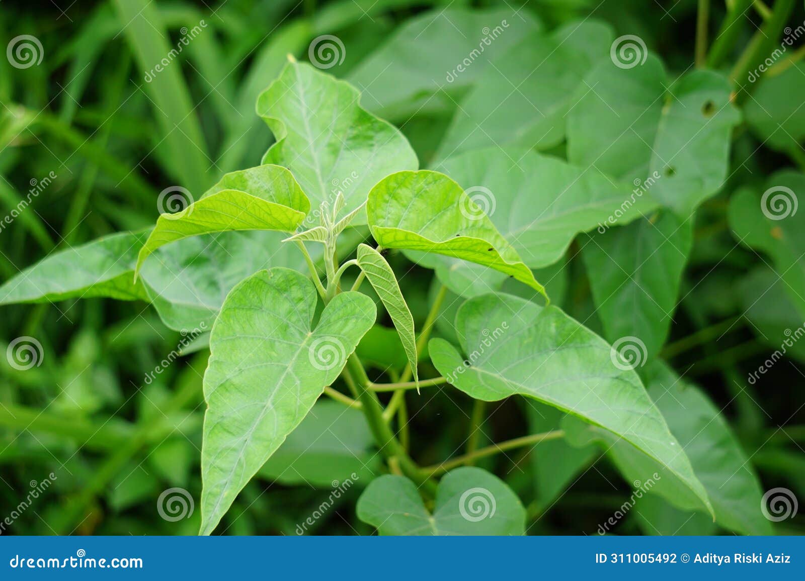 ipomoea carnea (kangkung pagar, krangkungan, pink morning glory) in nature.