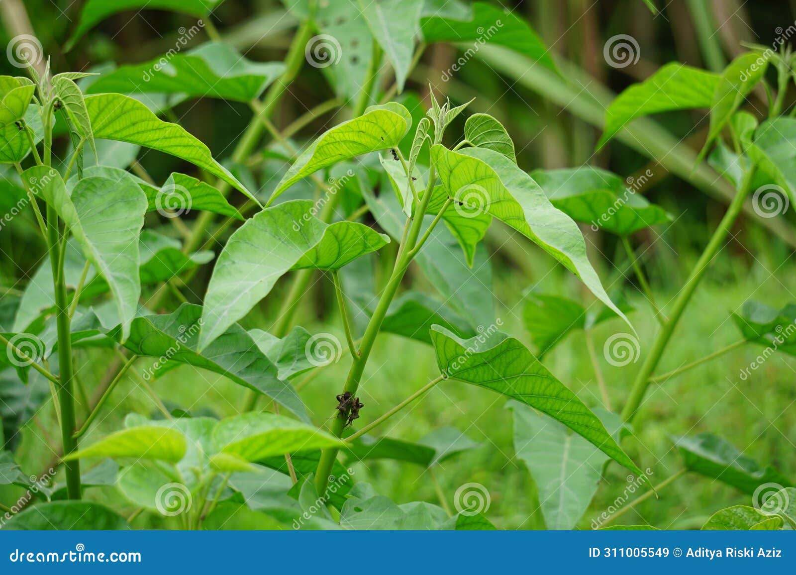 ipomoea carnea (kangkung pagar, krangkungan, pink morning glory) in nature.