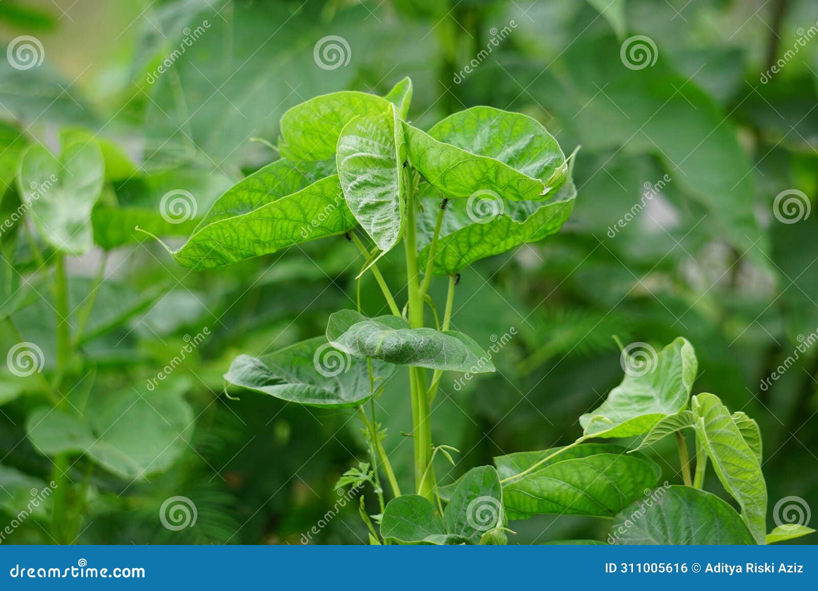 ipomoea carnea (kangkung pagar, krangkungan, pink morning glory) in nature.