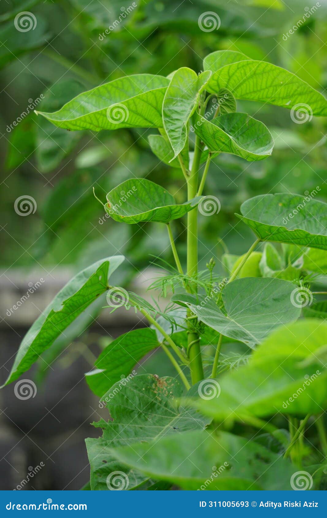 ipomoea carnea (kangkung pagar, krangkungan, pink morning glory) in nature.