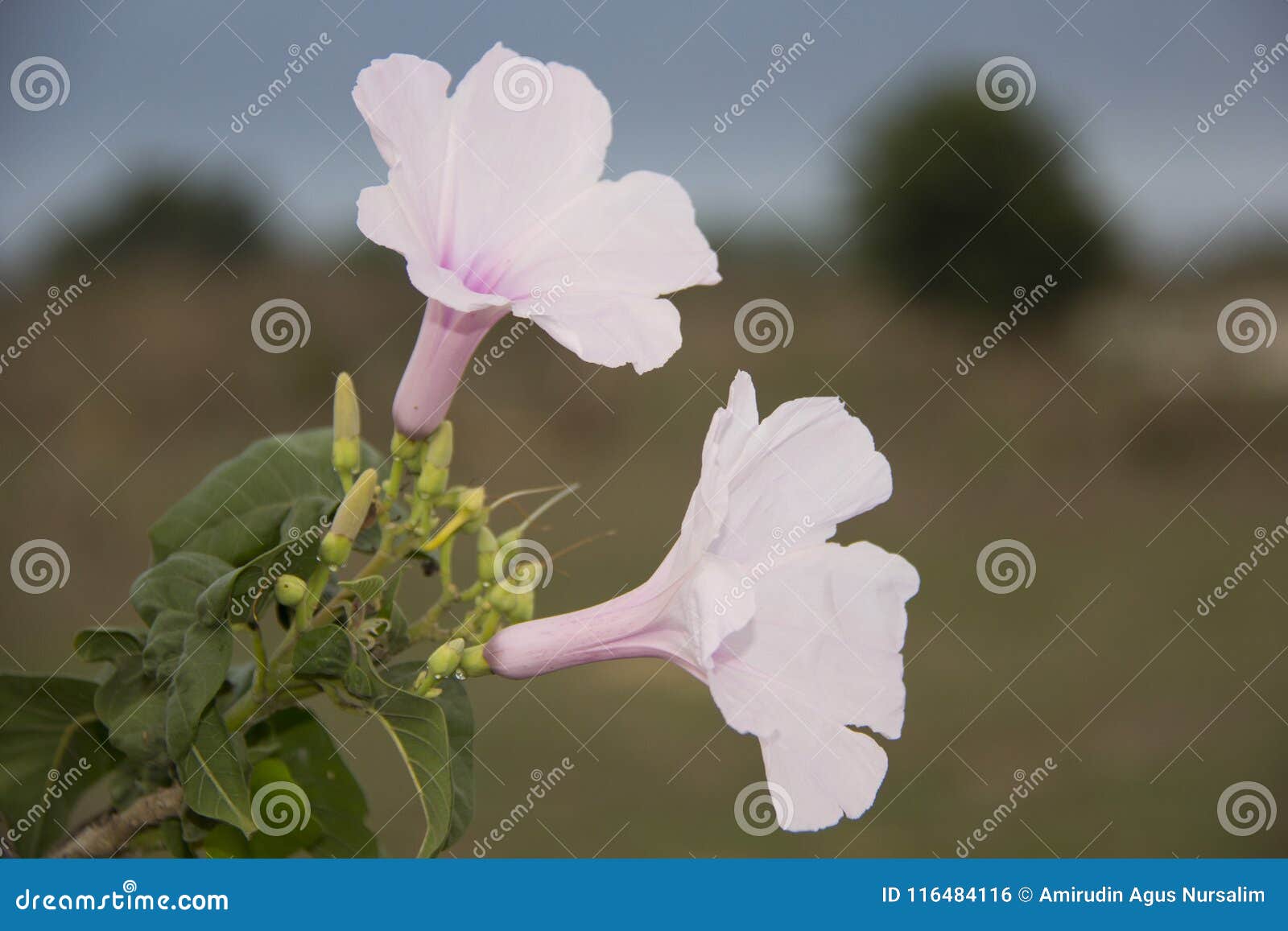 ipomoea carnea . pink flower. kangkung pagar