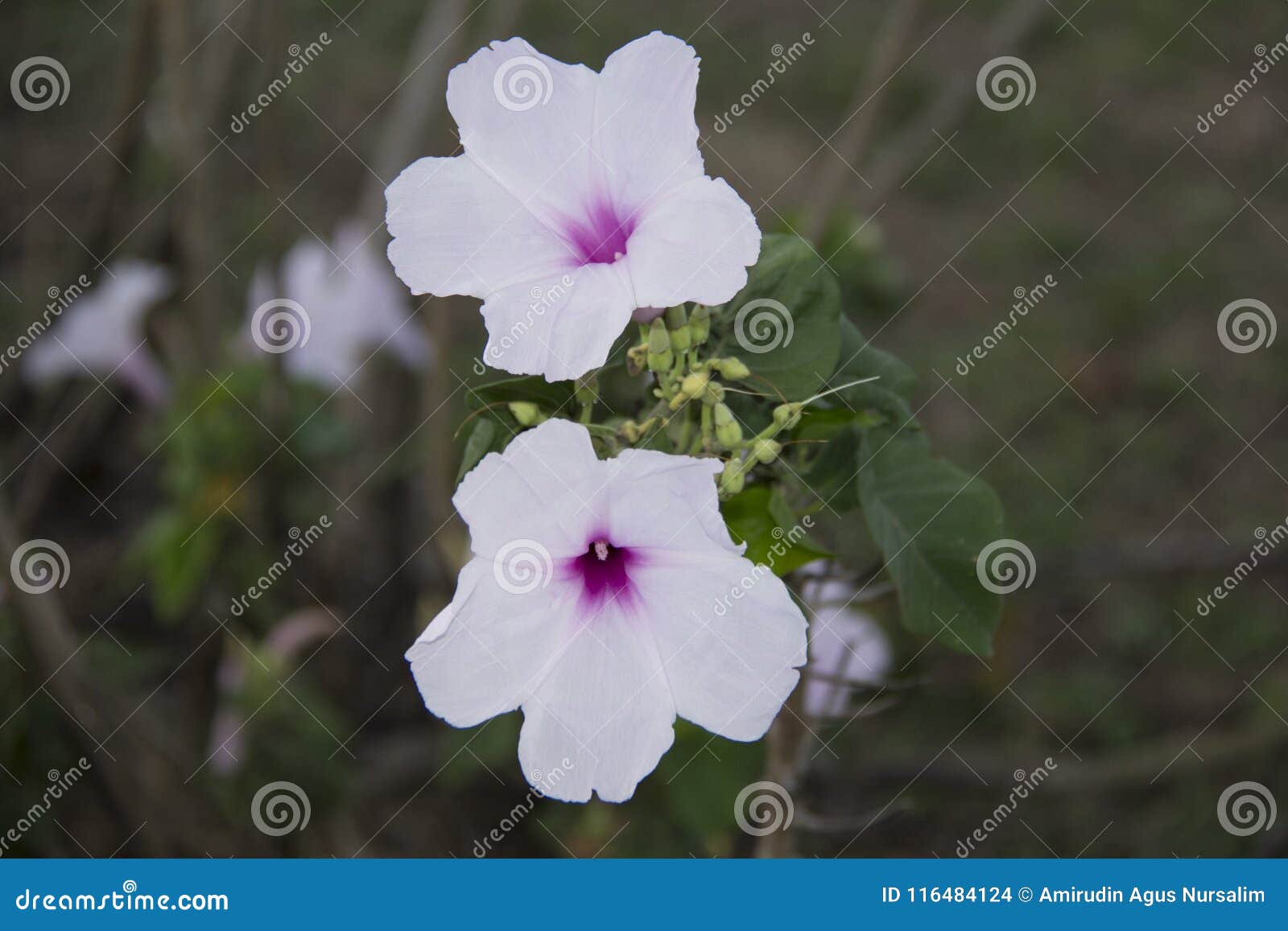 ipomoea carnea . pink flower. kangkung pagar