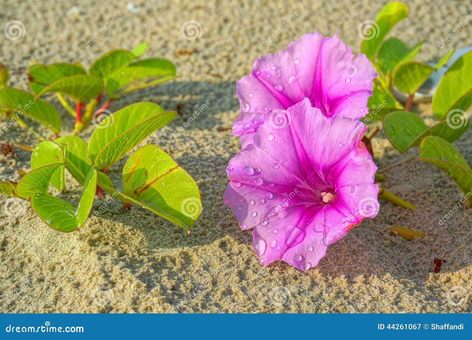 ipomoea flowers on the beach