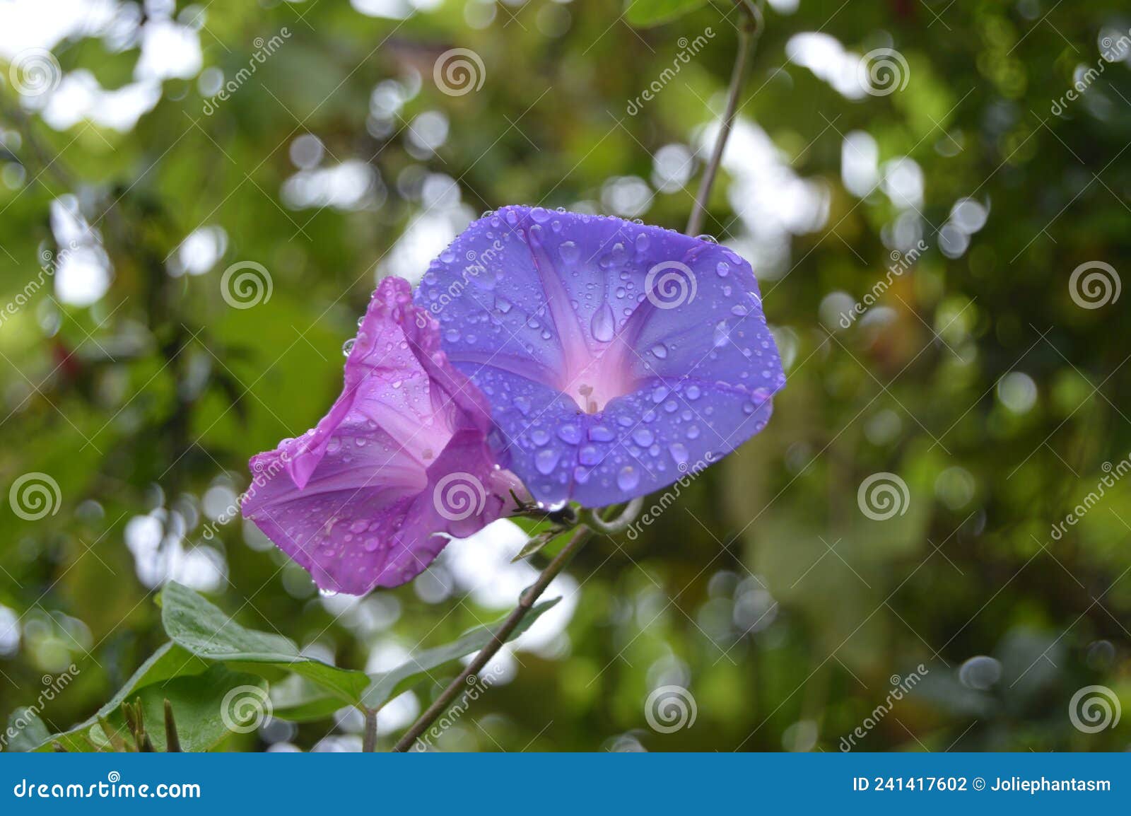 morning glory or  ipomoea indica purple /violet flowers with green leaves and water rain drops. bokeh effect