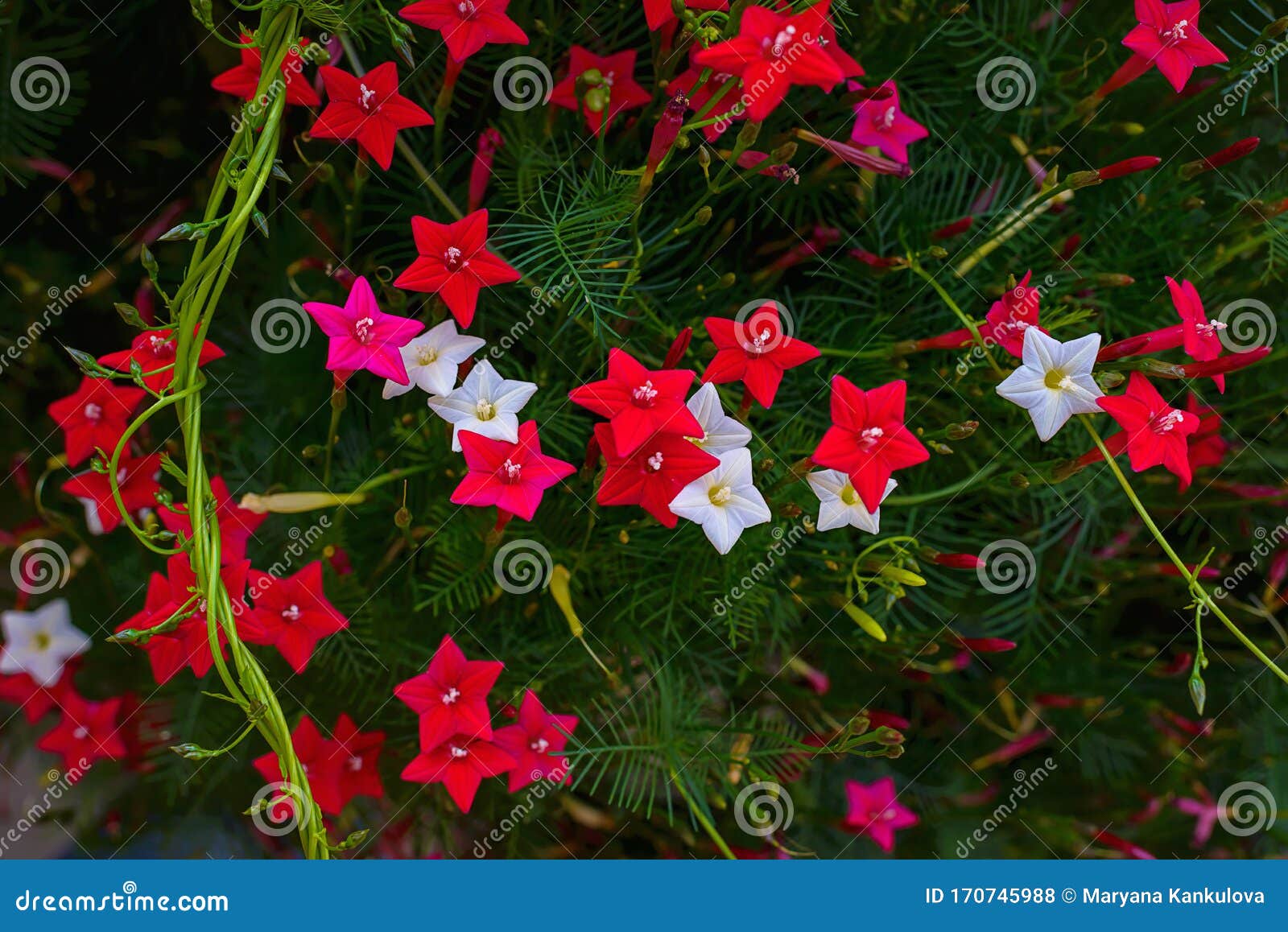 ipomoea quamoclit cypress vine. tropical plant in the form of a star white, scarlet and pink
