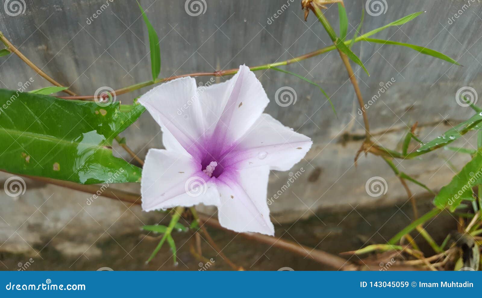 Ipomoea Reptana Poir. Inondez le cabbge, tige de blanc de chou de marais, gloire de matin de l'eau, aquatica Forsk d'Ipomoea Fleurs sauvages blanches pourpres de forme d'étoile avec le fond vert naturel de feuilles