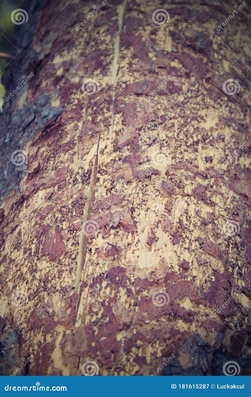 ips typographus on spruce bark.