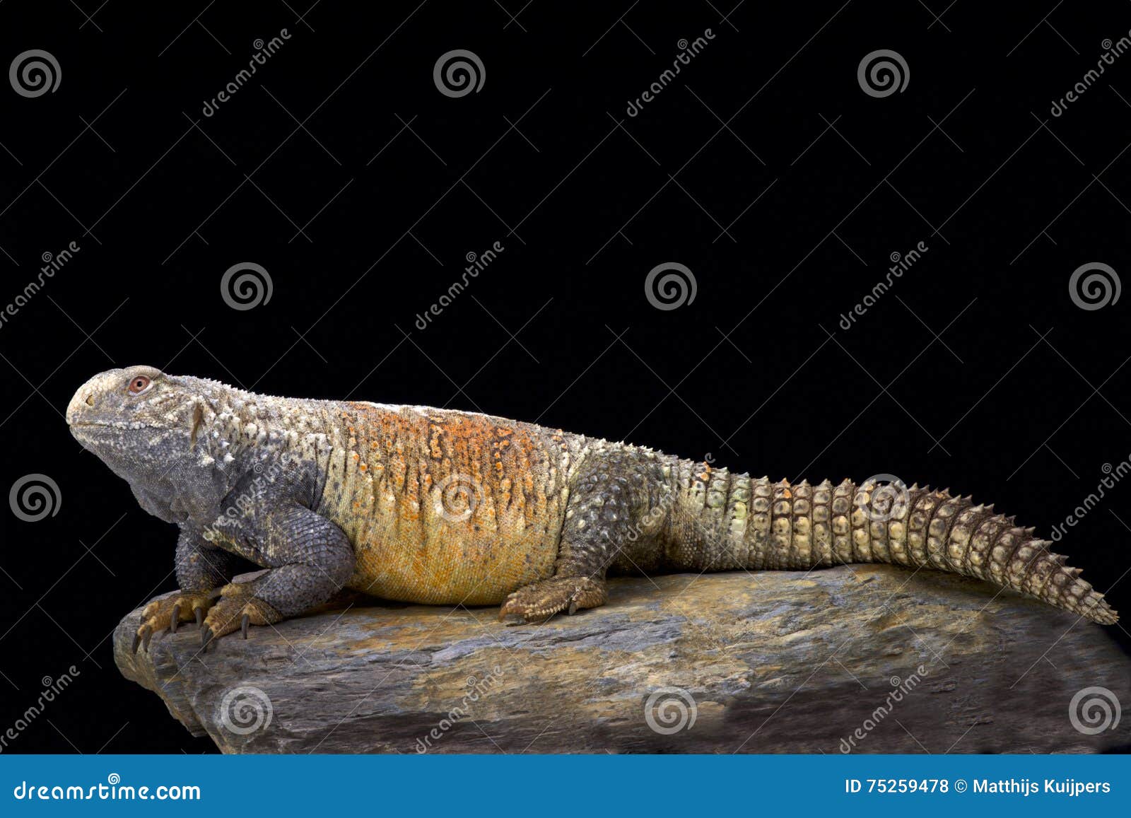 iraqi spiny-tailed lizard (saara loricata)
