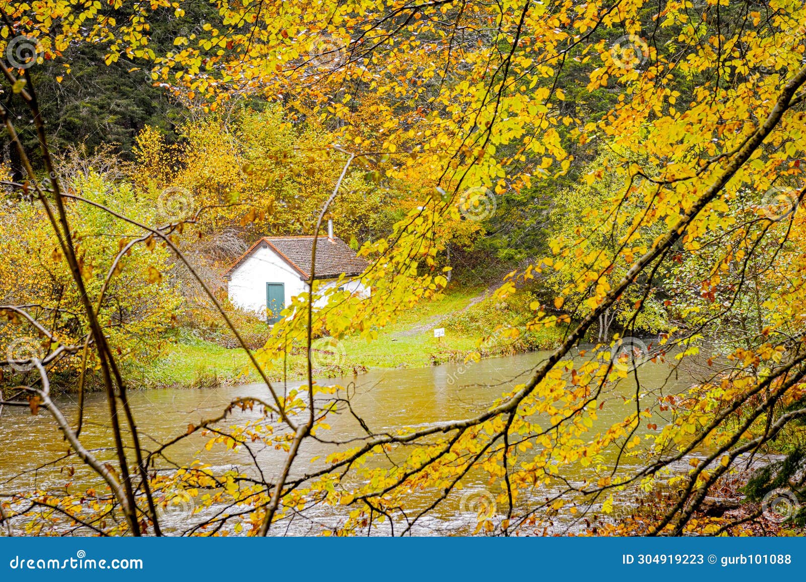 irati forest: vast beech and fir tree forest . irati river, between the valleys of aezkoa and salazar.