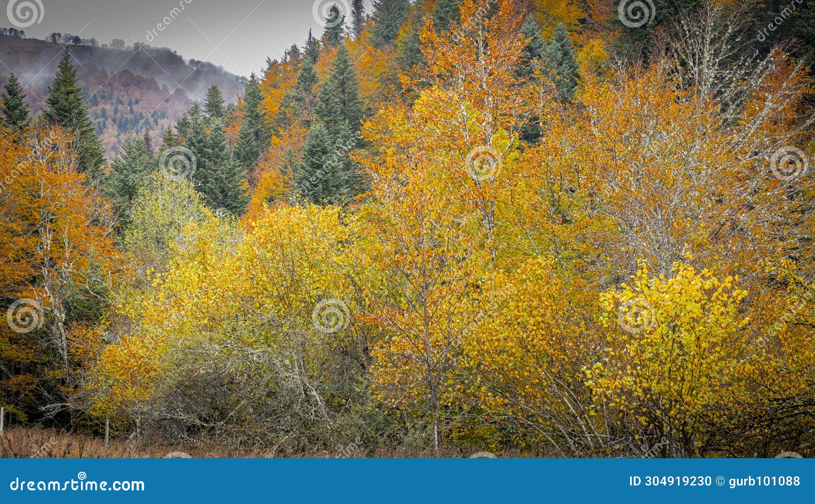 irati forest: vast beech and fir tree forest . irati river, between the valleys of aezkoa and salazar.