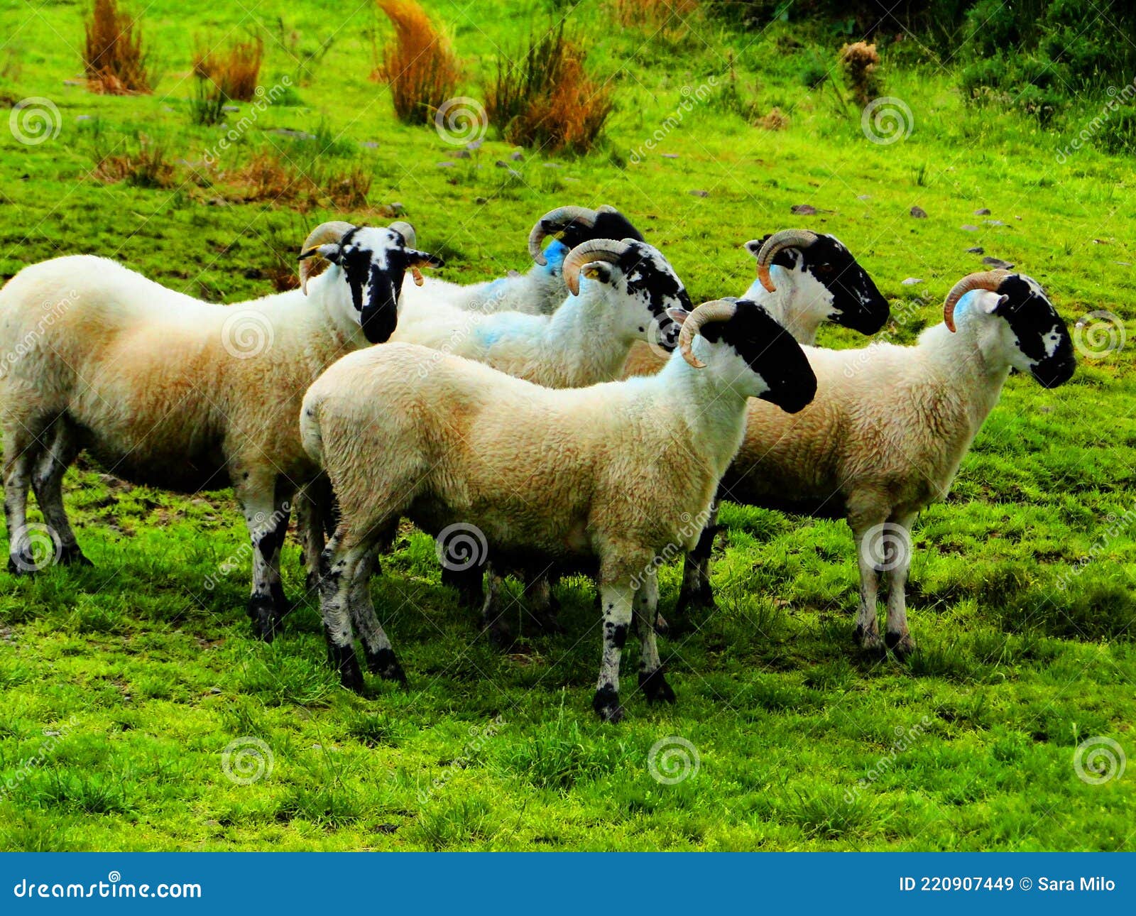 ireland, irish sheep and border collie -irlanda pecore irlandesi