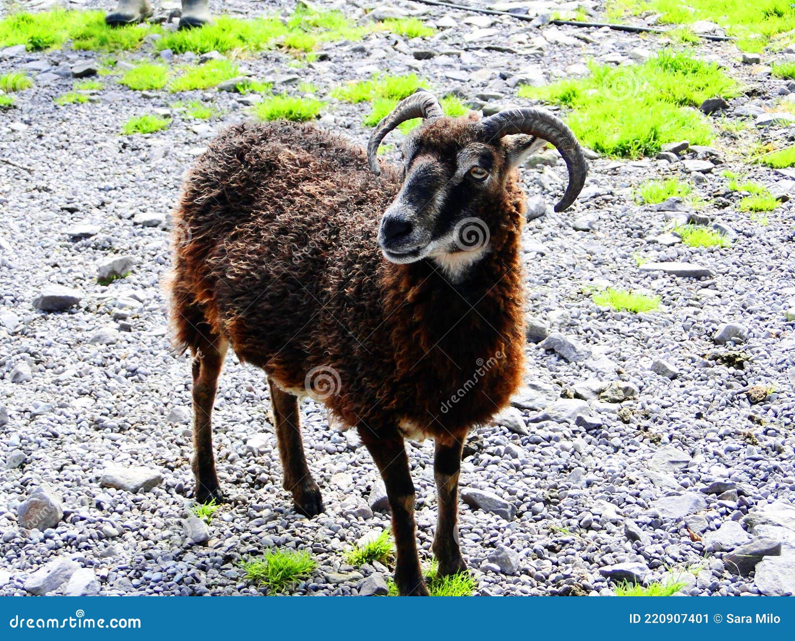 ireland, irish sheep -irlanda pecore irlandesi