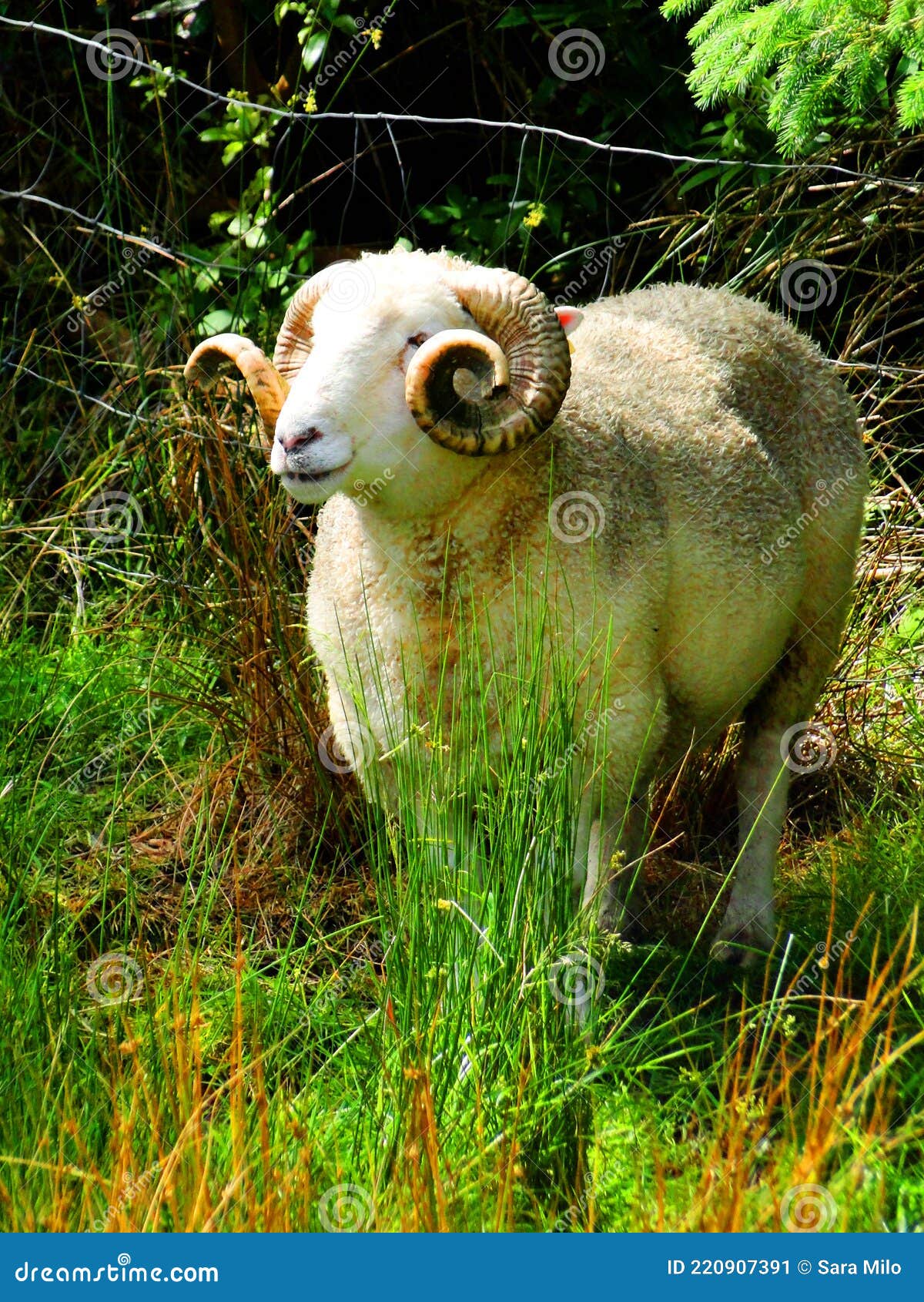 ireland, irish sheep -irlanda pecore irlandesi