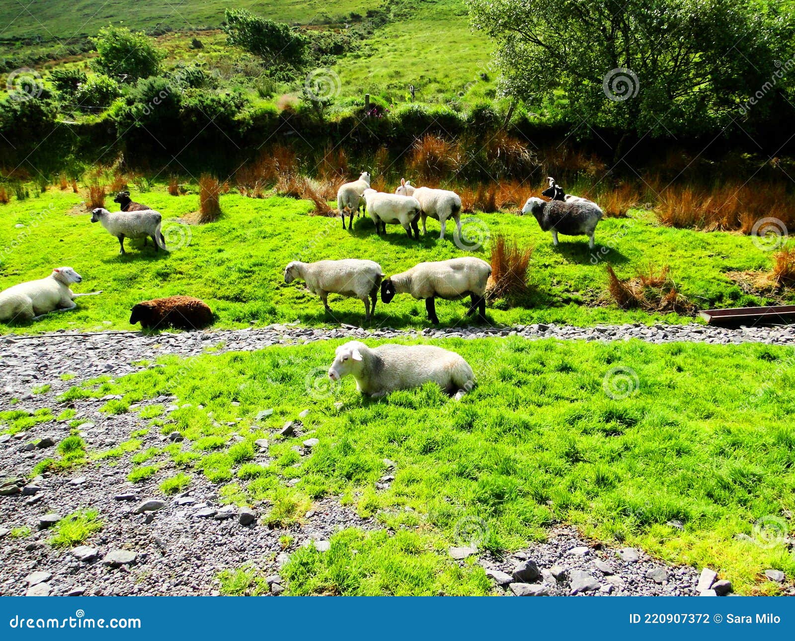 ireland, irish sheep -irlanda pecore irlandesi